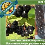 Уникальные лечебные свойства черноплодной рябины и противопоказания: скромная ягода с большим послужным списком